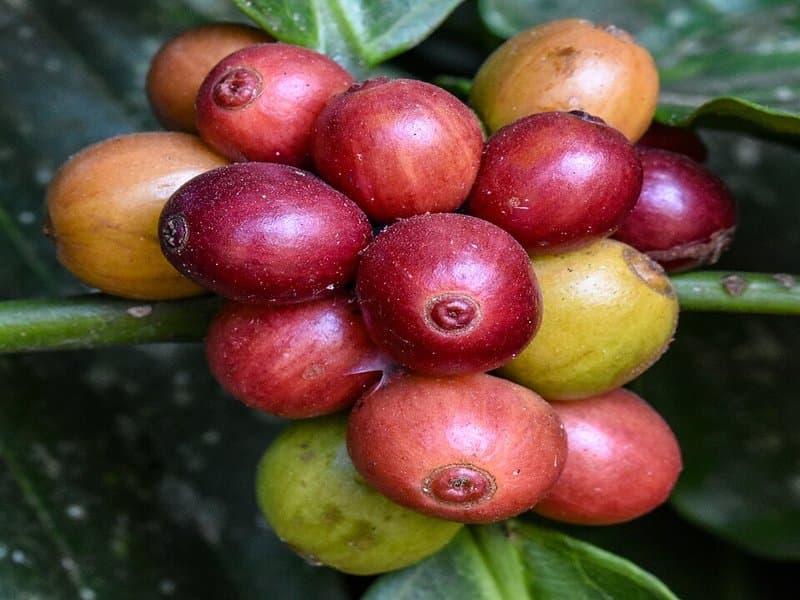Coorg (Kodagu)