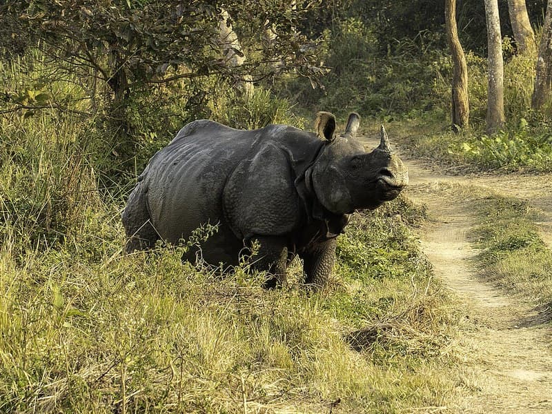 Assam Wildlife Safari